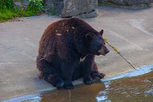 Мужчина схватил медведя за язык