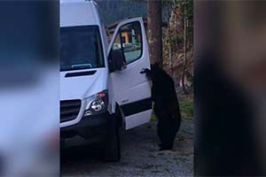 Медведь открыл машину как человек