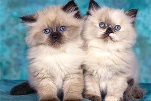 Женщина просит аэропорт найти ее кошку