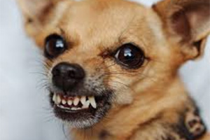 Около 30 собак жило в одном доме