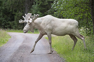 Награда за информацию о том, кто убил редкого белого лося