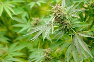 Правительственный магазин марихуаны в BC уже скоро