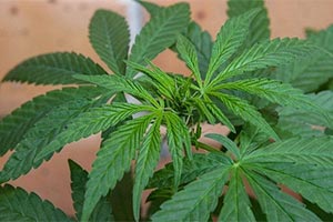 Хотели марихуану? Получите свободу в Онтарио