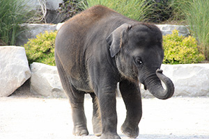 Слоны покидают Калгари