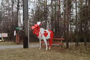 Кандидаты на иммиграцию стали моложе и умнее