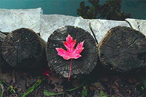 Более 400 тысяч разрешения для международных студентов в 2019-м году