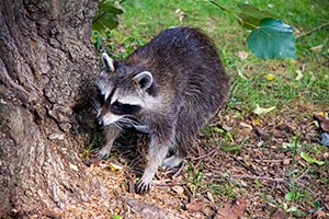 У мера Торонто проблемы с Енотами