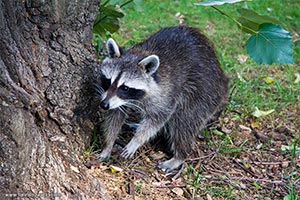 Мусорные баки будут не доступны енотам