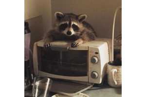 Еноты залезли в дом покушать хлеба