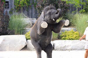 Зоопарк увольняет 300 человек