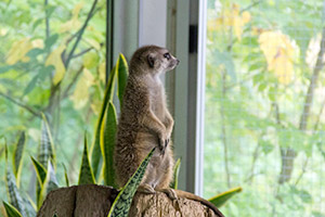 Самая опасная угроза глазами канадцев