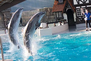 Пожарные NS спасли дельфинов