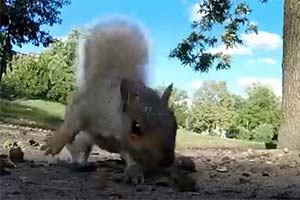 Мир белки через GoPro