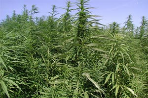 Тысячи канадцев подадут в суд на Health Canada