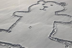 Журналисты разгадали появление пупка у медведя