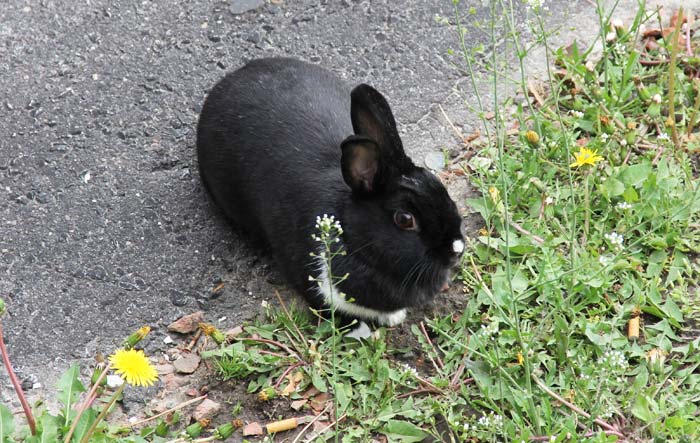 Дикий кролик