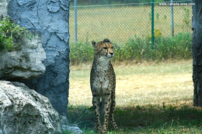 Фотография гепарда