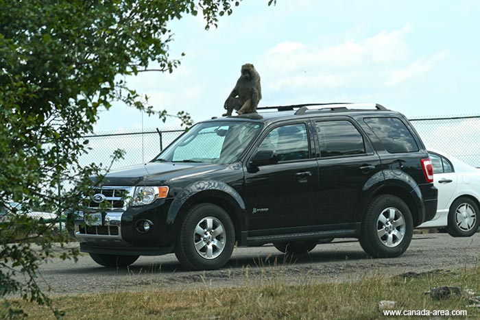 Зоопарк рядом с Торонто